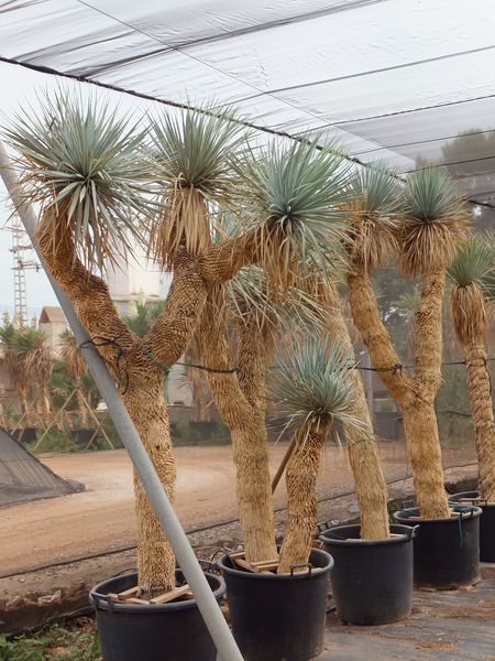 Yucca rostrata importación Multiheads XXL