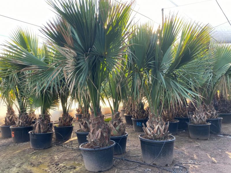 Sabal palmeto 50-60 cm tr
