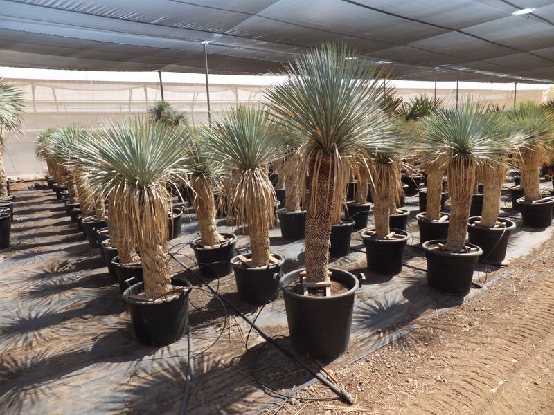 Yucca rostrata Import 50-60 cm TR