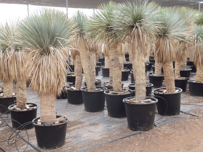 Yucca rostrata Import 120-130 cm TR