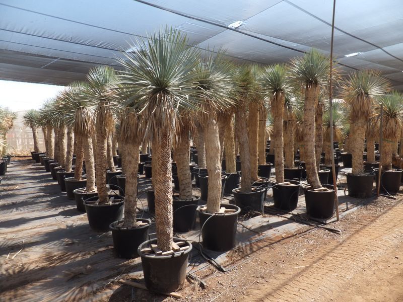 Yucca rostrata Import 160-170 cm TR