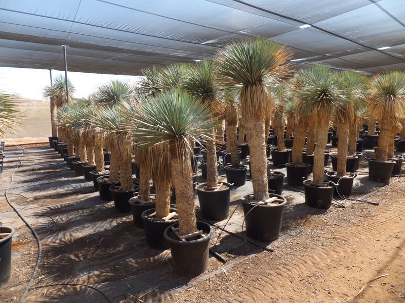Yucca rostrata Import