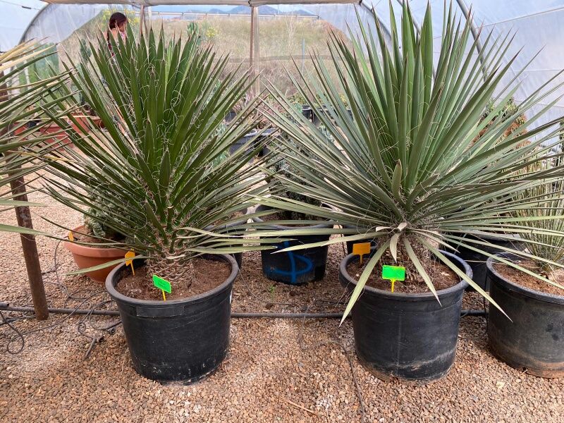 Yucca potosina 70-80 cm HT CT-35 lts