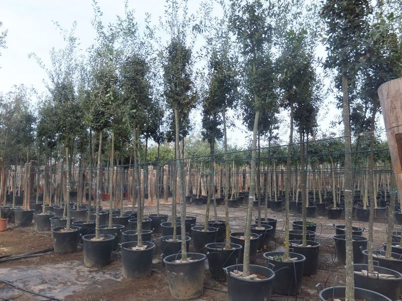 Quercus ilex 18-20 