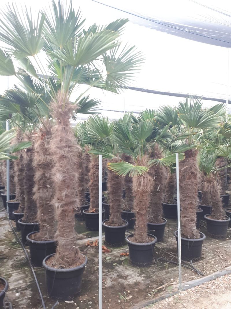 Trachycarpus wagnerianus 110-120 cm tr