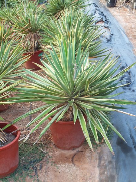 Yucca aloifolia variegata