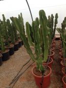 Euphorbia Ingens 80-100 CM HT