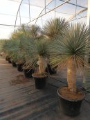 Yucca linearis azul 125-150 cm HT CT-45/65 lts
