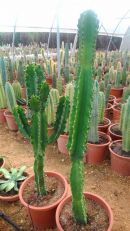 Euphorbia Ingens 140-160 CM HT