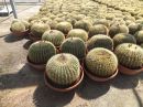 Echinocactus grusonii 60 cm diameter