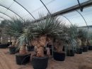 Yucca rigida ramificadas 175-200 CM HT