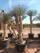 Yucca elata 200-225 cm HT