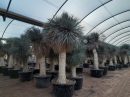 Yucca rostrata  Medusa 225-250 cm HT CT-230/290 lts