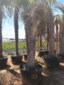 Yucca rigida ramificada 350-375 CM HT 