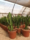 Euphorbia ingens 60-90 CM HT CT-12 lts