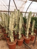 Euphorbia ingens variegata 60-90CM HT CT-12 lts