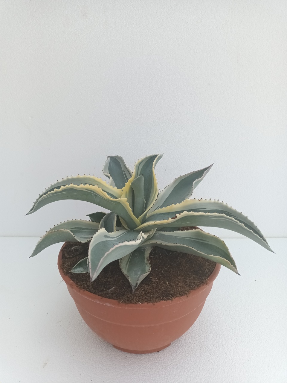 Agave Ivory curls T-25
