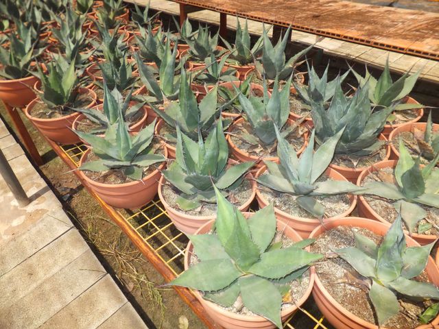 Agave parryi var. neomexicana T-25
