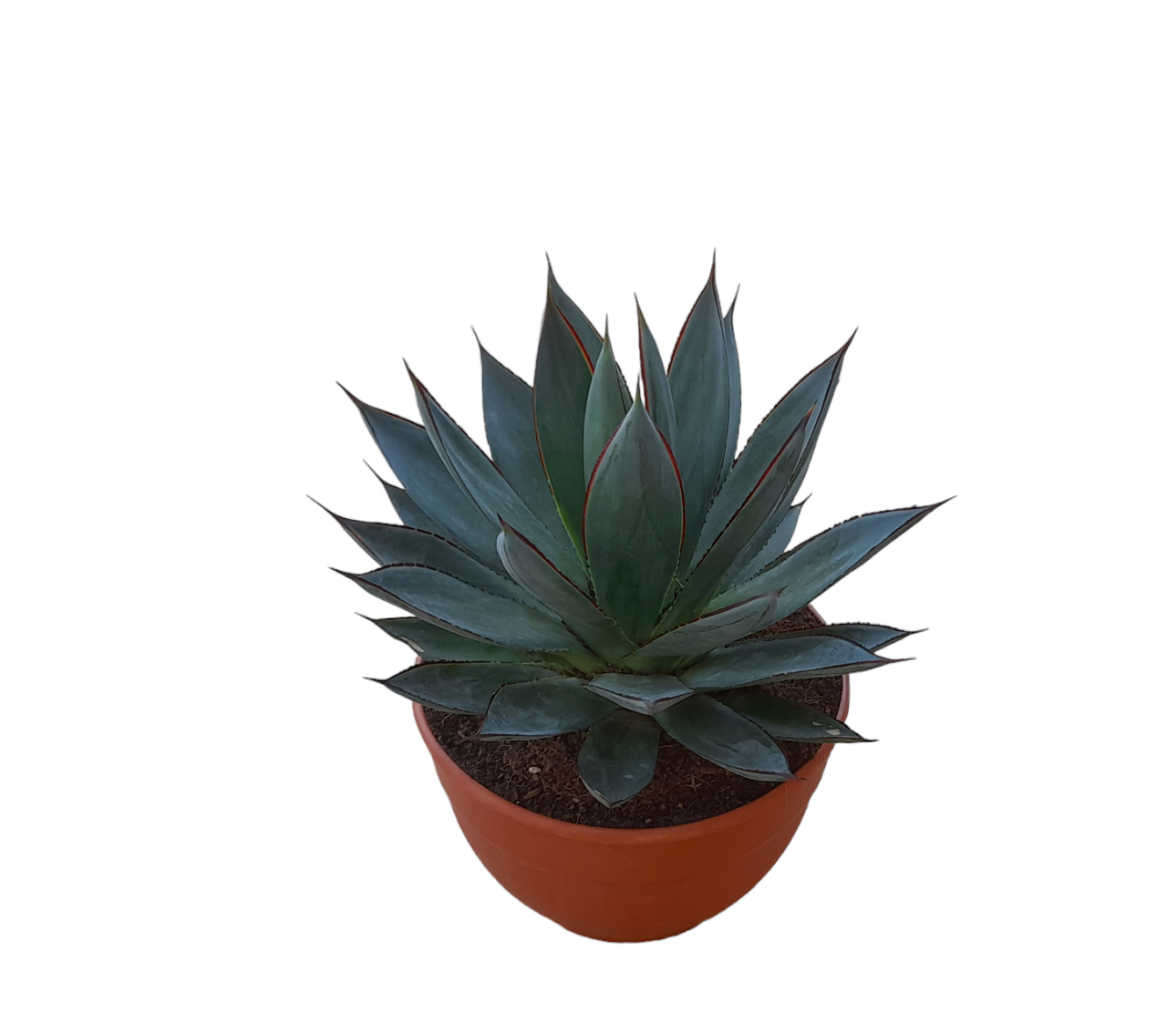 Agave Red Edge T-25