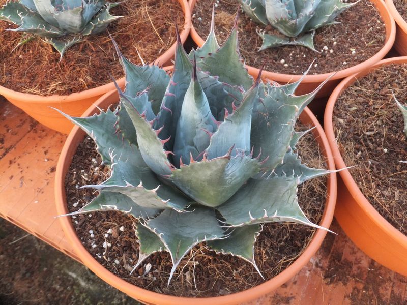 Agave parrasana Meat Claw T-20 cm