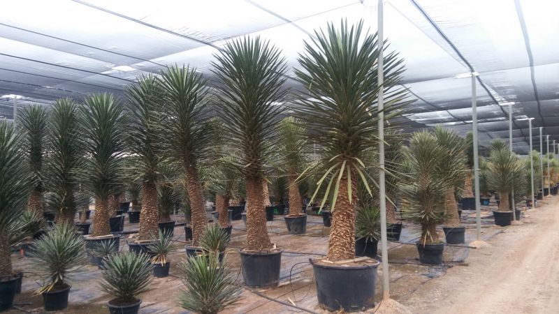Yucca filifera australis 175-200 cm HT