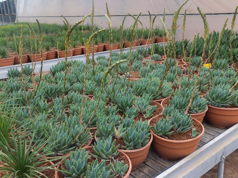 Aloe brevifolia t-20