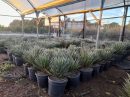 Yucca filifera australis 40-60 cm HT
